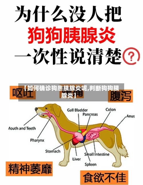 【如何确诊狗患胰腺炎呢,判断狗狗胰腺炎】-第3张图片